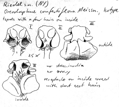 Vorschaubild Oreodaphne confertiflora Meisn.